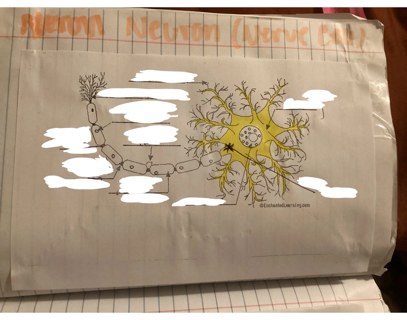 Neuron labeling Quiz