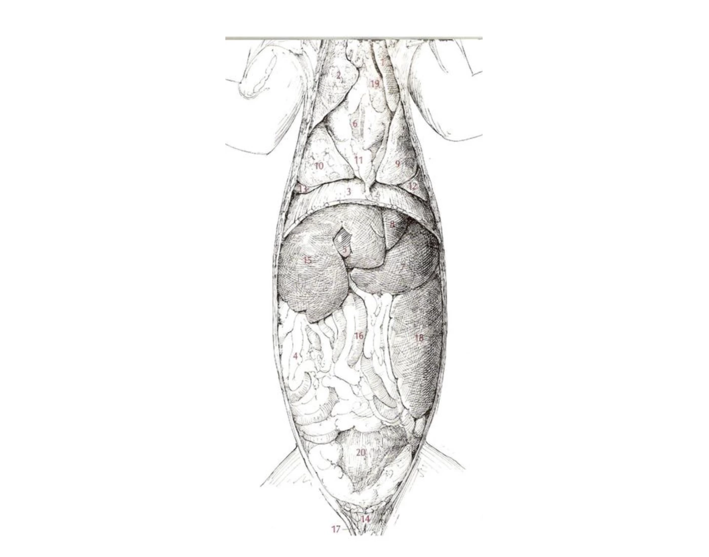 The Abdominal And Thoracic Visceral Ventral View Quiz the-abdominal-and-thoracic-visceral-ventral-view-quiz