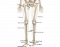 Physiology Lower Extremities Scientific Names 