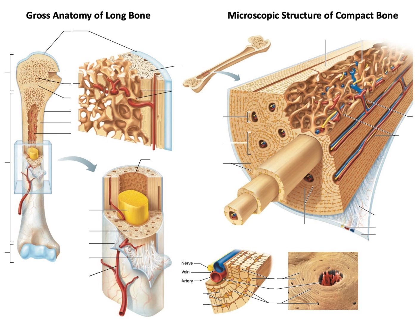 Bone anatomy Quiz