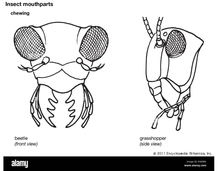Insect mouthparts Anatomy Quiz