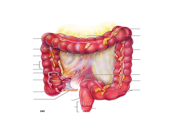 Large Intestine Labelling EC-Large Intestine Labeling Quiz
