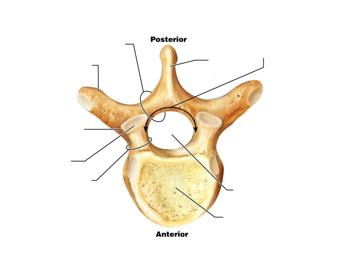 General Structure Vertebrae Quiz