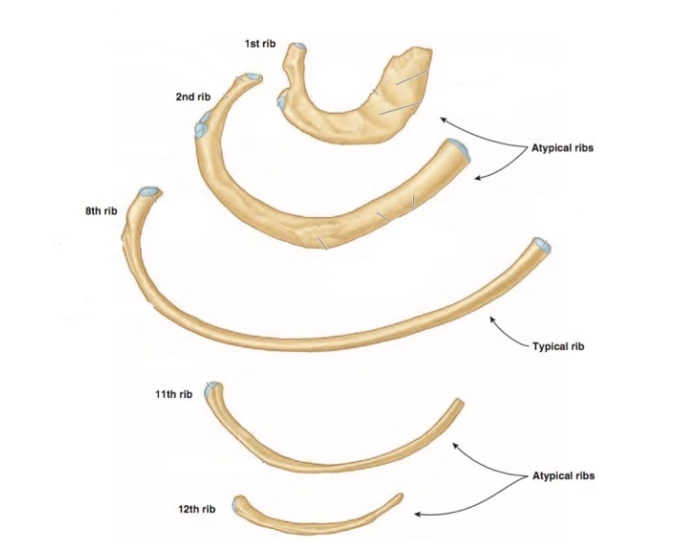 Osteology of Ribs — Printable Worksheet