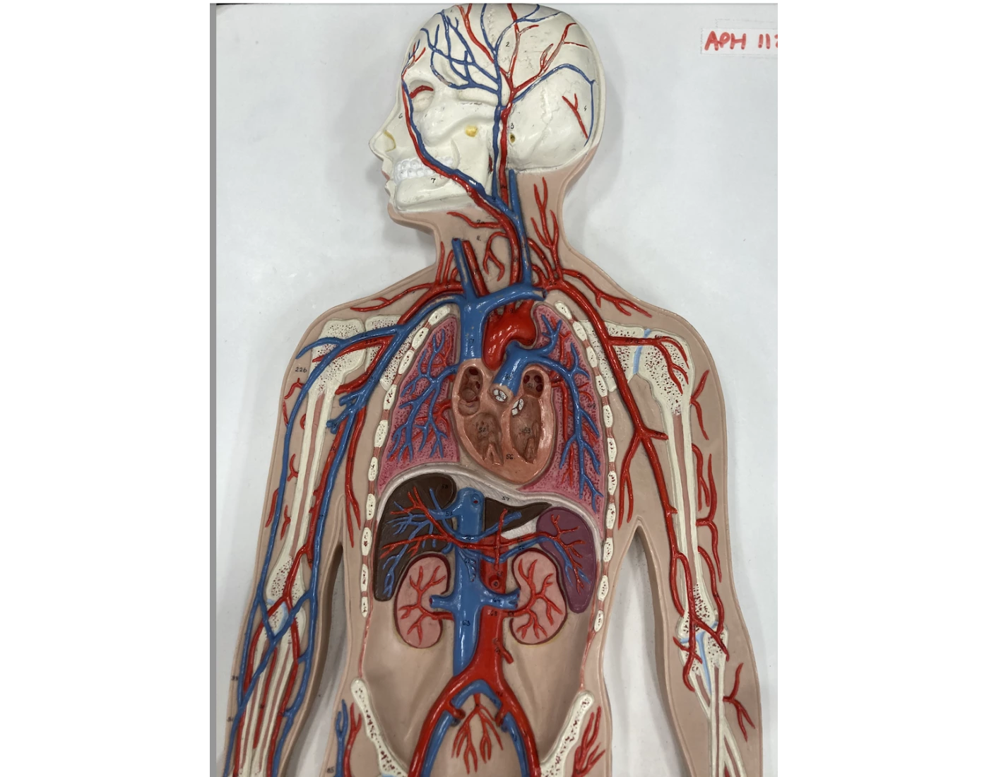 Blood Tracing - Arteries — Printable Worksheet