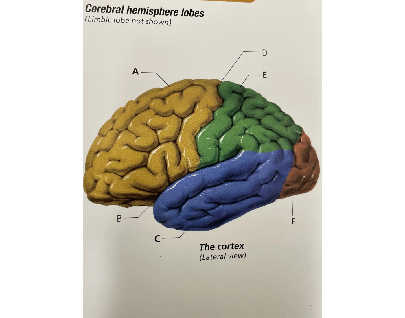 Hemipheric Shape Cerebral hemisphere lobes — Printable Worksheet