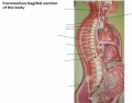 Paramedian Sagittal section of the body