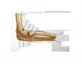 Elbow joint anatomy