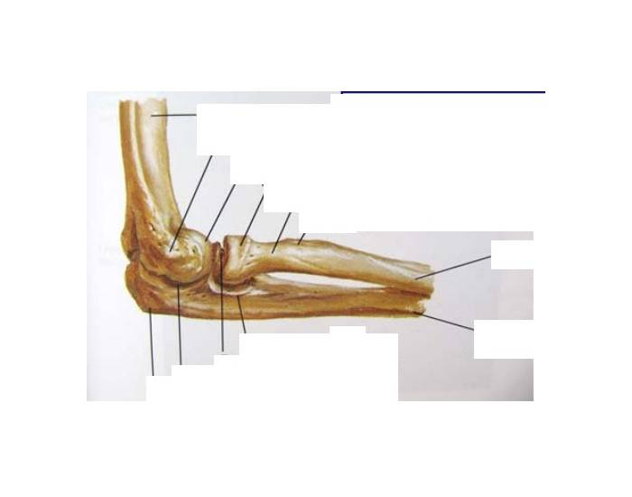Elbow joint anatomy Quiz