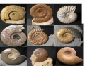 Fossil Ammonites Found in Britain 2