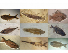 Fossil Fish From The Green River Formation