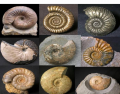 Fossil Ammonites Found in Britain 3