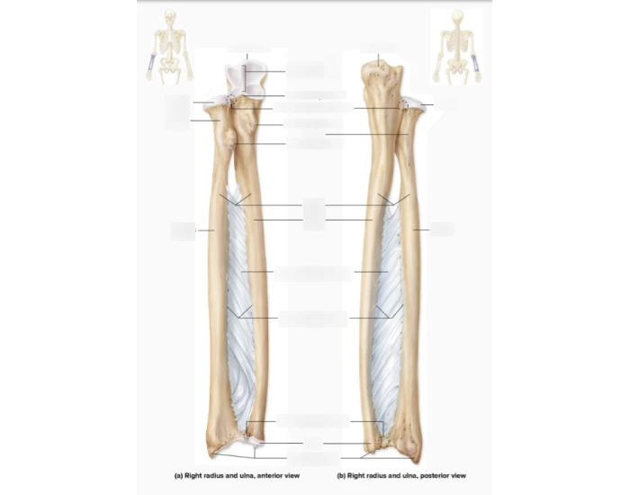 Anterior and posterior View of Ulna and Radius — Printable Worksheet