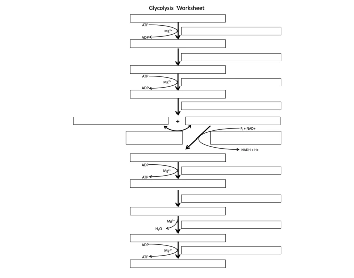 Glycolysis Quiz