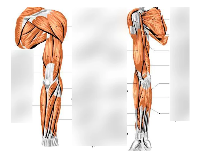 Upper Limb Muscles Anatomy Quiz Biology Diagrams