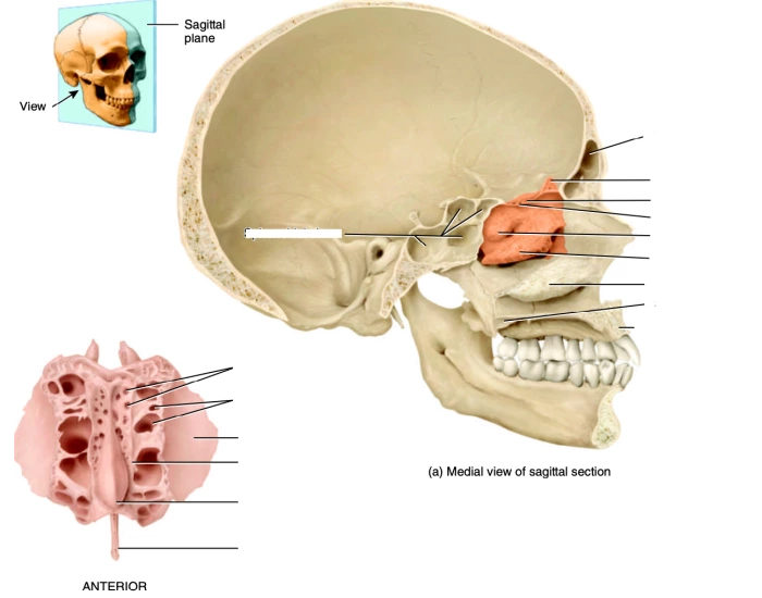 Ethmoid Bone Sagittal Printable Worksheet