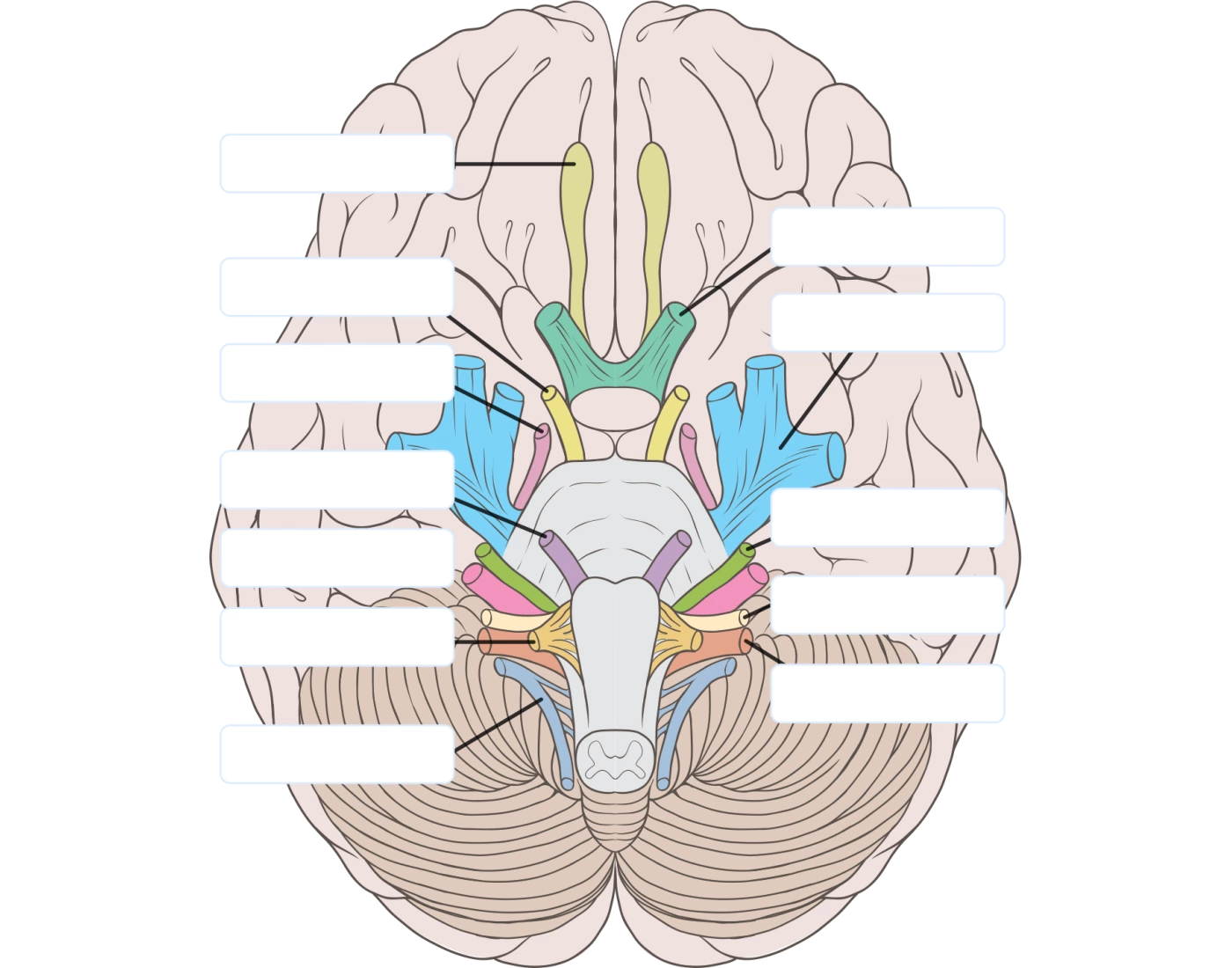 Cranial Nerves Labelling Quiz Cranial nerves labelling quiz