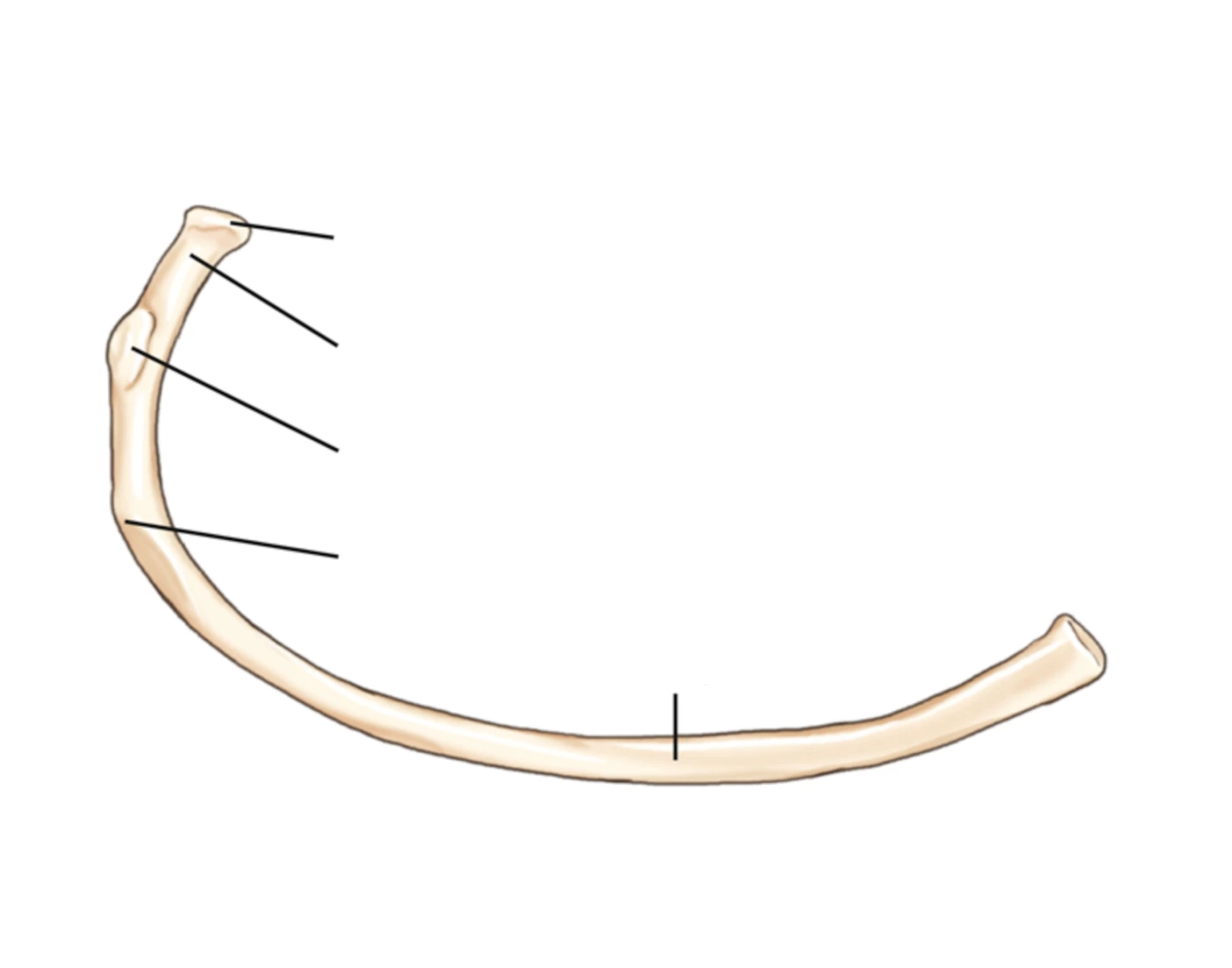 Left Rib Inferior View Ribs Inferior View Quiz
