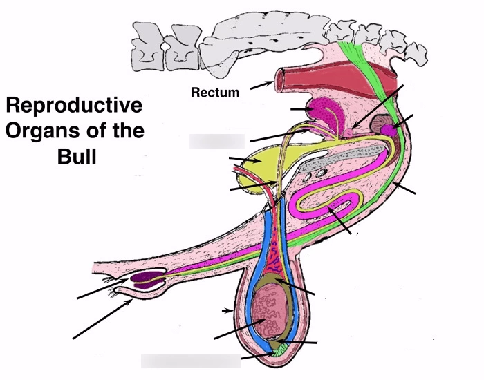 Bull Label Part Bull Reproductive Anatomy Quiz