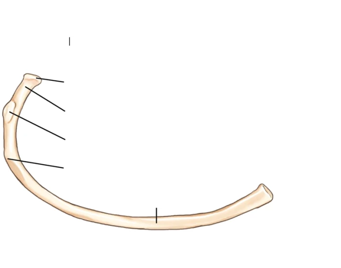 Right Rib Inferior View Typical rib-inferior view Quiz