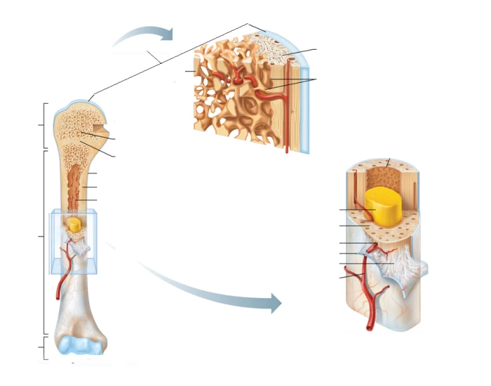 long bone structure diagram Quiz