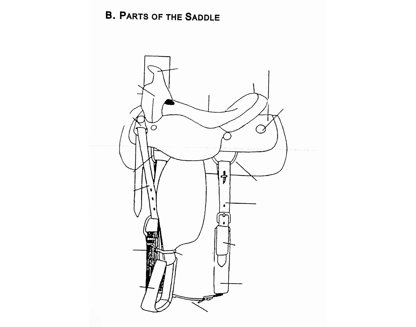 Western Saddle Parts (Western Rider Handbook 1) Quiz