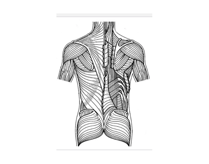 Muscles of the Back- Anatomy Quiz