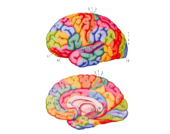 Brodmann's areas Quiz