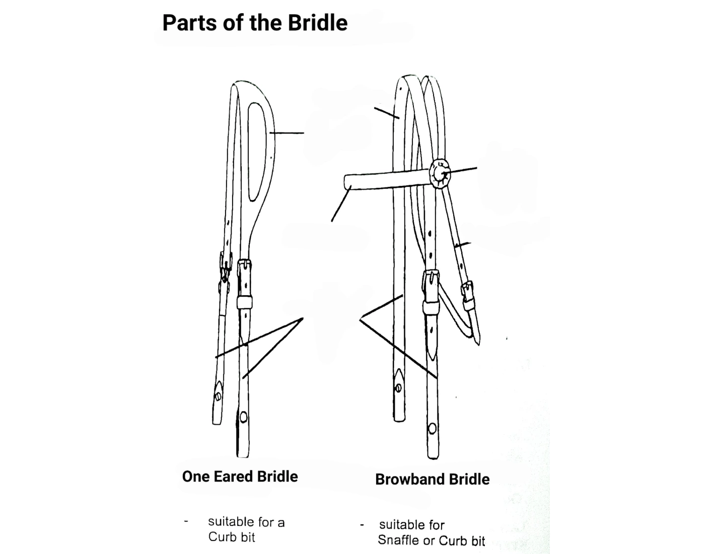Parts Of The Horse Bridle Printable Worksheet parts-of-the-horse-bridle-printable-worksheet
