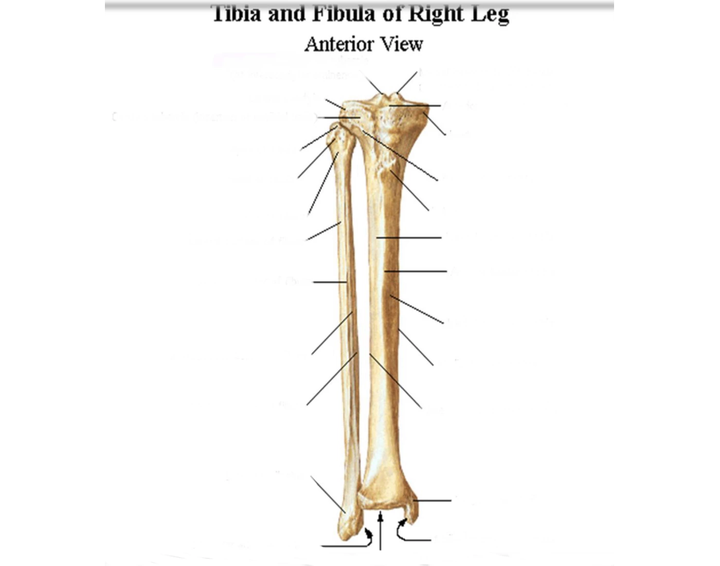 Tibia/fibula R Leg GAP1 2024 Tibia and Fibula R leg - Anterior view Quiz