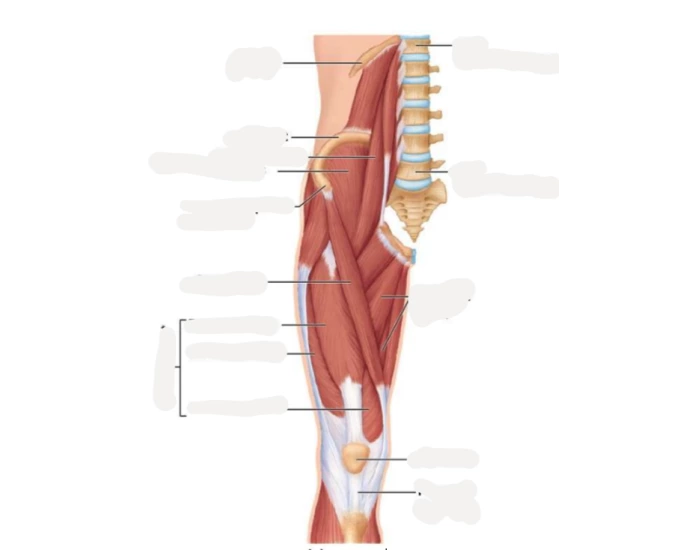 muscles-of-right-side-of-the-body-quiz