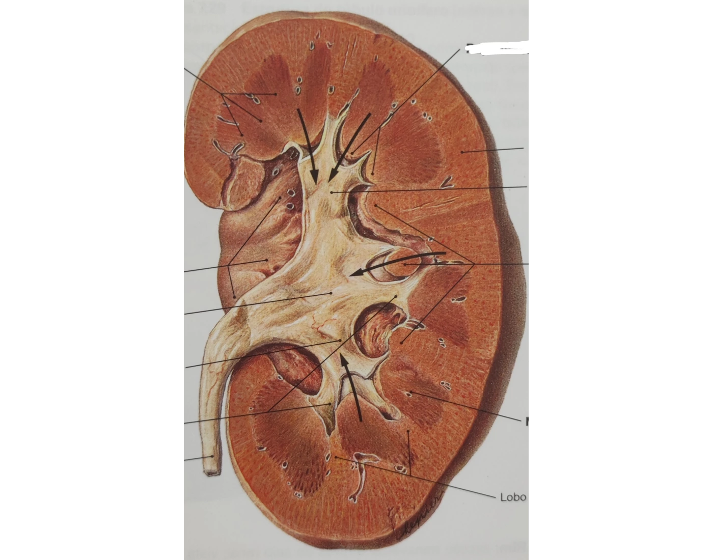 ANATOMIA INTERNA DO CORAÇÃO Quiz