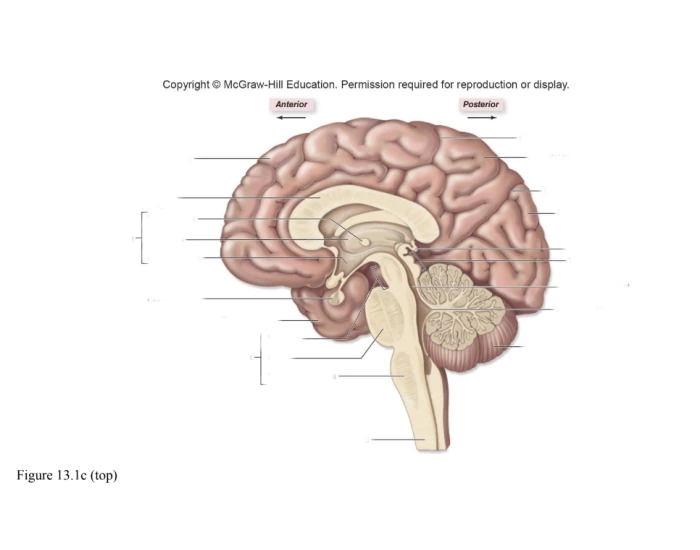 Brain Interior Quiz