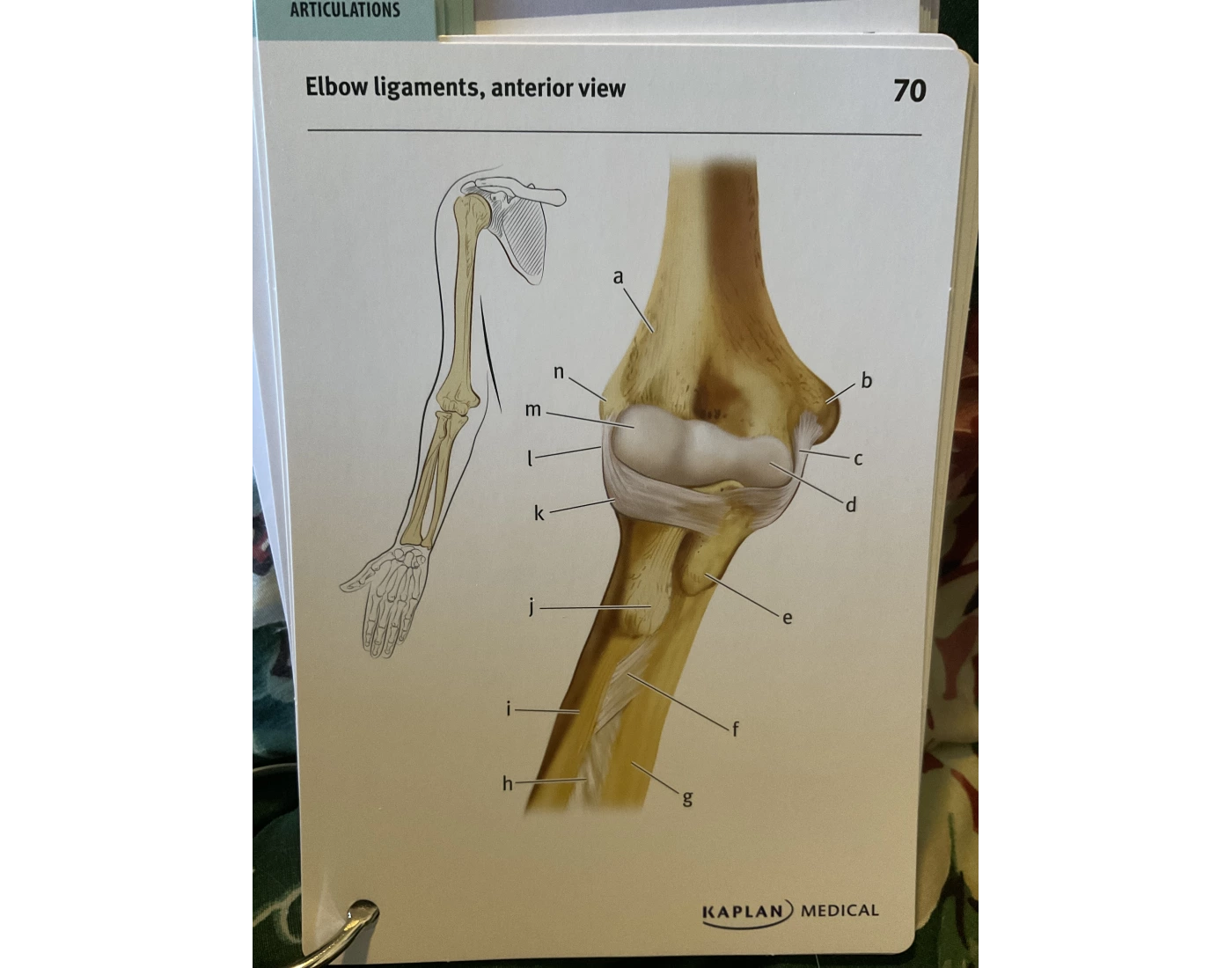 Elbow ligaments anterior view — Printable Worksheet