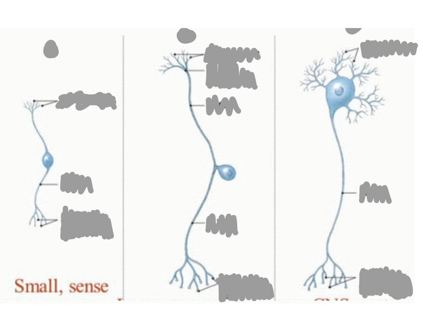 Multipolar Neuron Printable Uni, bi, and multipolar neurons — Printable Worksheet