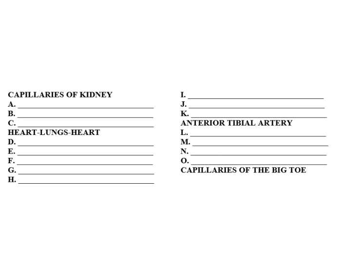 Blood Tracing 3 — Printable Worksheet
