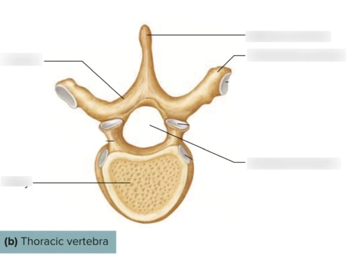 Thoracic Vertebrae Structure Printable Worksheet