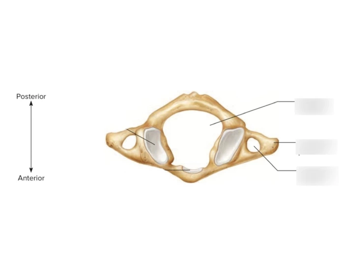 C1 Image Atlas (C1) Vertebrae Structure Quiz