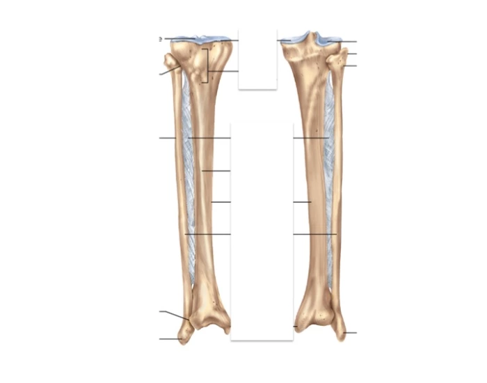 Tibia and Fibula: Anterior and Posterior View — Printable Worksheet