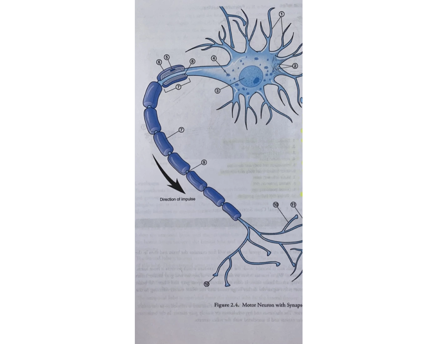 Synapse Worksheets.pdf motor neuron with synapse — Printable Worksheet