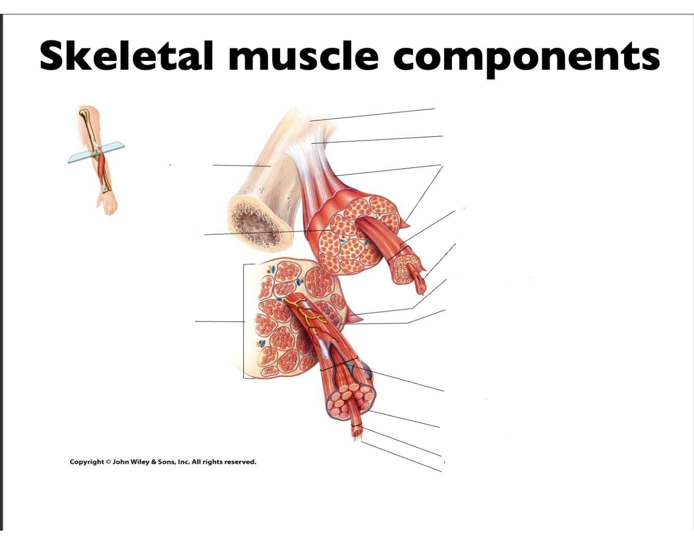Skeleton Rows Component Skeletal Muscle Components Quiz