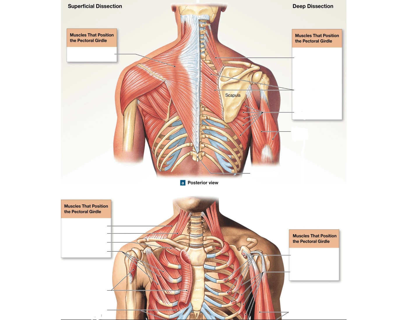 Quiz Pectoral Girdle