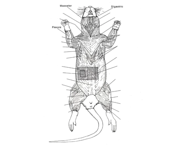bot rat muscle — Printable Worksheet