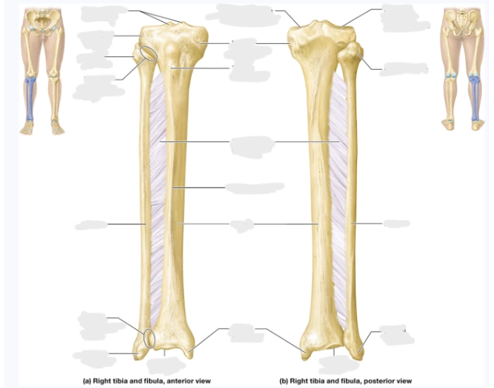 Trivia Tibia Tibia and Fibula Bony Landmarks Anatomy Quiz