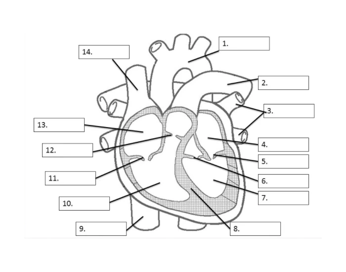 Heart Structures Labeling Quiz