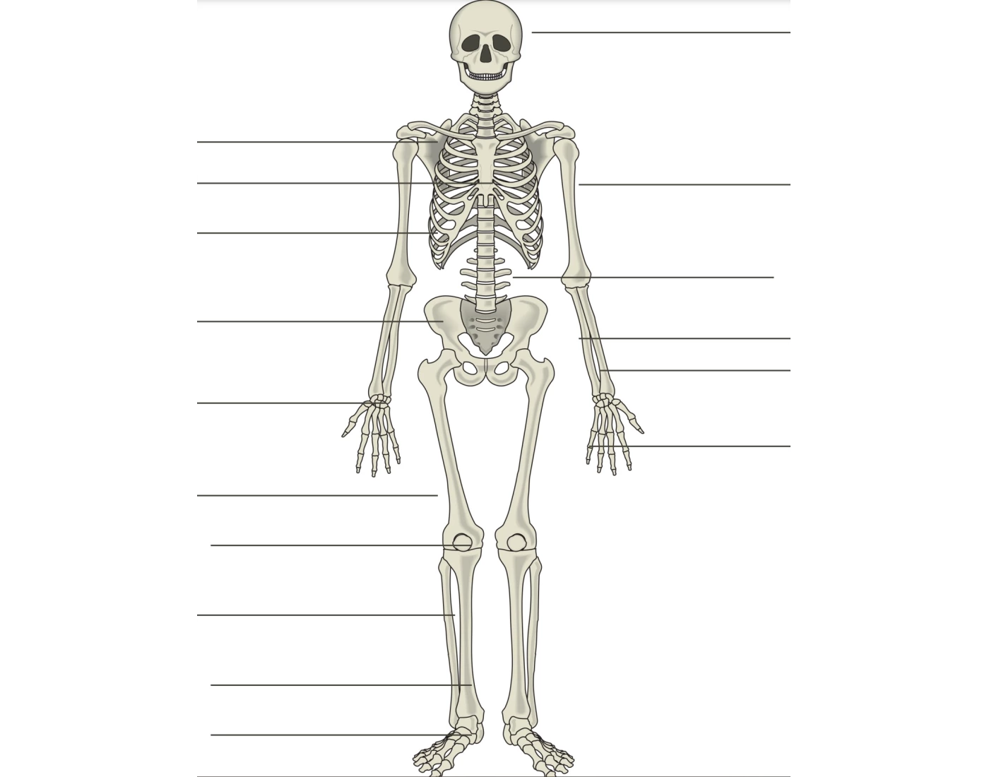 Label The Bones Quiz