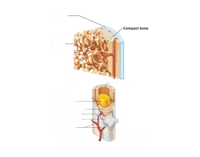 Figure 6.4 Structure of a long bone shaft Quiz