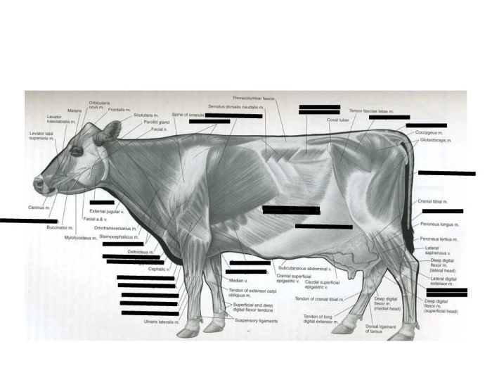Mussel Cow Muscle Identification (Cow) Quiz