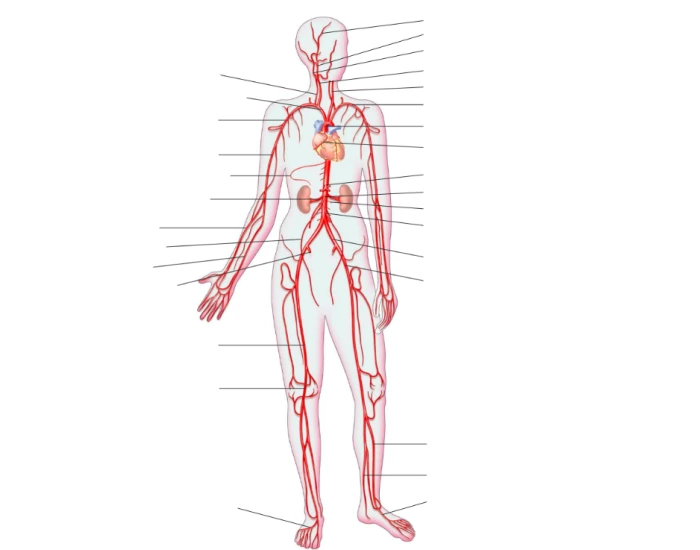 Arterial Pulses Quiz arterial-pulses-quiz