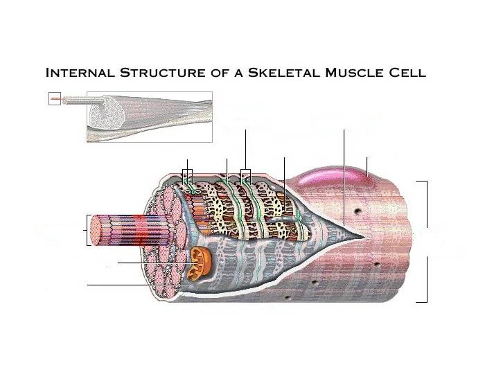 Muscle Inner Structures Internal Structure of Skeletal Muscle Tissue Quiz